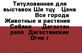 Титулованная для выставок Ши-тцу › Цена ­ 100 000 - Все города Животные и растения » Собаки   . Дагестан респ.,Дагестанские Огни г.